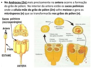 No  Androceu (2n)  mais precisamente na  antera  ocorre a formação do grão de pólen :  No interior da antera estão os  sacos polínicos  onde a  célula-mãe do grão de pólen (2n)  sofre  meiose  e gera os  micrósporos (n)  que se transformarão  nos grãos de pólen (n) . 