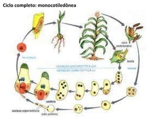 Ciclo completo: monocotiledônea 