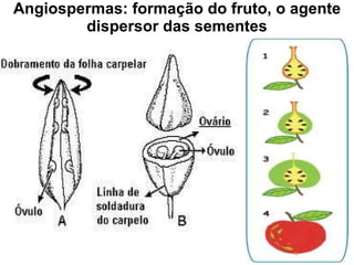 Angiospermas: formação do fruto, o agente dispersor das sementes 