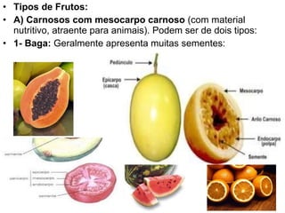 Tipos de Frutos: A) Carnosos com mesocarpo carnoso  (com material nutritivo, atraente para animais). Podem ser de dois tipos: 1- Baga:  Geralmente apresenta muitas sementes: 
