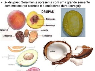 2- drupas:  Geralmente apresenta com uma grande semente com mesocarpo carnoso e o endocarpo duro (caroço): 