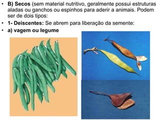 B) Secos  (sem material nutritivo, geralmente possui estruturas aladas ou ganchos ou espinhos para aderir a animais. Podem ser de dois tipos: 1- Deiscentes:  Se abrem para liberação da semente: a) vagem ou legume 