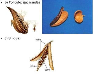 b) Folículo:  (jacarandá) c) Síliqua:  