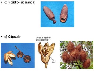 d) Pixídio  (jacarandá) e) Cápsula:  