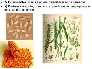 2- Indeiscentes:  Não se abrem para liberação da semente: a) Cariopse ou grão , comum em gramíneas, o pericarpo seco está aderido à semente: 