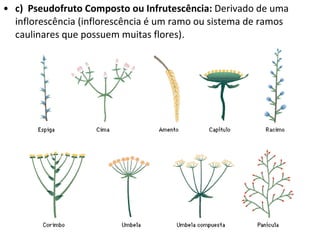 c)  Pseudofruto Composto ou Infrutescência:  Derivado de uma inflorescência (inflorescência é um ramo ou sistema de ramos caulinares que possuem muitas flores) . 