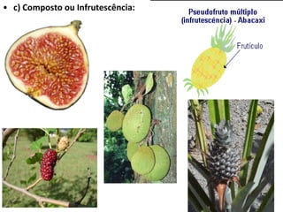 c) Composto ou Infrutescência: 