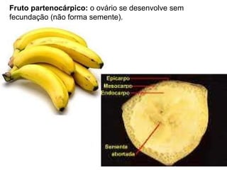 Fruto partenocárpico:  o ovário se desenvolve sem fecundação (não forma semente). 