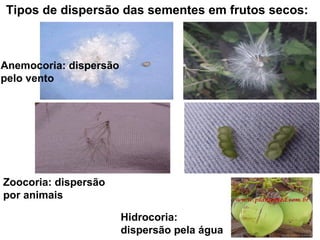 Anemocoria: dispersão pelo vento Zoocoria: dispersão por animais Hidrocoria: dispersão pela água Tipos de dispersão das sementes em frutos secos: 