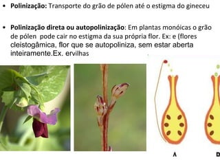 Polinização:  Transporte do grão de pólen até o estigma do gineceu Polinização direta ou autopolinização : Em plantas monóicas o grão  de pólen  pode cair no estigma da sua própria flor. Ex: e (flores  cleistogâmica, flor que se autopoliniza, sem estar aberta inteiramente.Ex. er vilhas   
