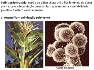 Polinização cruzada:  o grão de pólen chega até a flor feminina de outra planta. Leva a fecundação cruzada, fato que aumenta a variabilidade genética. Existem várias maneira: a) Anemófila – polinização pelo vento 