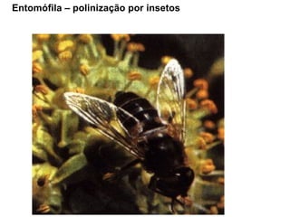 Entomófila – polinização por insetos 