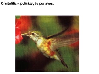 Ornitofilia – polinização por aves. 