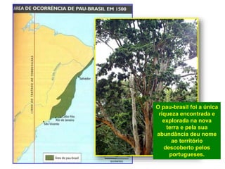 O pau-brasil foi a única
riqueza encontrada e
explorada na nova
terra e pela sua
abundância deu nome
ao território
descoberto pelos
portugueses.
 