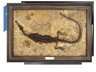 A Formação Irati também é bem
conhecida porque suas rochas
são a matriz dos fósseis de
répteis mesossaurídeos
 