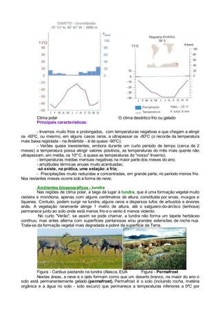 Clima polar O clima desértico frio ou gelado
Principais características:
- Invernos muito frios e prolongados, com temperaturas negativas e que chegam a atingir
os -600
C, ou mesmo, em alguns casos raros, a ultrapassar os -800
C (o recorde da temperatura
mais baixa registada - na Antártida - é de quase -900
C);
- Verões quase inexistentes, embora durante um curto período de tempo (cerca de 2
meses) a temperatura possa atingir valores positivos, as temperaturas do mês mais quente não
ultrapassam, em média, os 10º C, é quase as temperaturas do "nosso" Inverno);
- temperaturas médias mensais negativas na maior parte dos meses do ano;
- amplitudes térmicas anuais muito acentuadas;
-só existe, na prática, uma estação: a fria;
- Precipitações muito reduzidas e concentradas, em grande parte, no período menos frio.
Nos restantes meses ocorre sob a forma de neve;
Ambientes biogeográficos - tundra
Nas regiões de clima polar, a taiga dá lugar à tundra, que é uma formação vegetal muito
rasteira e monótona, apenas com alguns centímetros de altura, constituída por ervas, musgos e
líquenes. Contudo, podem surgir na tundra, alguns raros e dispersos tufos de arbustos e árvores
anãs. A vegetação raramente atinge 1 metro de altura, até o salgueiro-do-árctico (lenhosa)
permanece junto ao solo onde está menos frio e o vento é menos violento.
No curto "Verão", se assim se pode chamar, a tundra não forma um tapete herbáceo
contínuo, mas antes alterna com superfícies pantanosas e/ou grandes extensões de rocha nua.
Trata-se da formação vegetal mais degradada e pobre da superfície da Terra.
Figura - Caribus pastando na tundra (Alasca, EUA Figura - Permafrost
Nestas áreas, a neve e o gelo formam como que um deserto branco, na maior do ano o
solo está permanentemente gelado (permafrost). Permafrost é o solo (incluindo rocha, matéria
orgânica e a água no solo - solo escuro) que permanece a temperaturas inferiores a 0ºC por
 