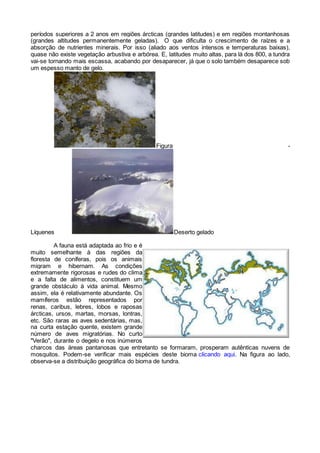 períodos superiores a 2 anos em regiões árcticas (grandes latitudes) e em regiões montanhosas
(grandes altitudes permanentemente geladas). O que dificulta o crescimento de raízes e a
absorção de nutrientes minerais. Por isso (aliado aos ventos intensos e temperaturas baixas),
quase não existe vegetação arbustiva e arbórea. E, latitudes muito altas, para lá dos 800, a tundra
vai-se tornando mais escassa, acabando por desaparecer, já que o solo também desaparece sob
um espesso manto de gelo.
Figura -
Líquenes Deserto gelado
A fauna está adaptada ao frio e é
muito semelhante à das regiões da
floresta de coníferas, pois os animais
migram e hibernam. As condições
extremamente rigorosas e rudes do clima
e a falta de alimentos, constituem um
grande obstáculo à vida animal. Mesmo
assim, ela é relativamente abundante. Os
mamíferos estão representados por
renas, caribus, lebres, lobos e raposas
árcticas, ursos, martas, morsas, lontras,
etc. São raras as aves sedentárias, mas,
na curta estação quente, existem grande
número de aves migratórias. No curto
"Verão", durante o degelo e nos inúmeros
charcos das áreas pantanosas que entretanto se formaram, prosperam autênticas nuvens de
mosquitos. Podem-se verificar mais espécies deste bioma clicando aqui. Na figura ao lado,
observa-se a distribuição geográfica do bioma de tundra.
 