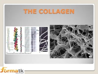 THE COLLAGEN

 