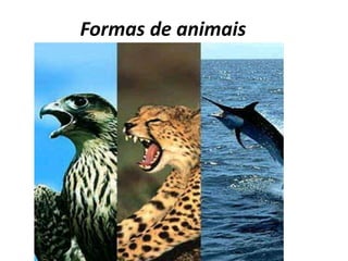 Formas de animais
 