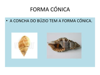 FORMA CÓNICA
• A CONCHA DO BÚZIO TEM A FORMA CÓNICA.
 