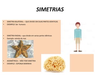 SIMETRIAS
• SIMETRIA BILATERAL--- QUE DIVIDE EM DUAS PARTES IDENTICAS
• EXEMPLO: Ser humano
• SIMETRIA RADIAL---que divide em varias partes idênticas
• Exemplo: estrela do mar
• ASSIMÉTRICA--- NÃO TEM SIMETRIA
• EXEMPLO : ESPONJA MARINHA
 