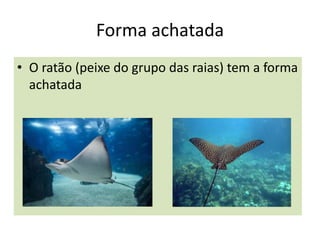 Forma achatada
• O ratão (peixe do grupo das raias) tem a forma
achatada
 