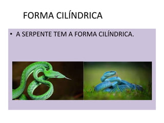FORMA CILÍNDRICALÍNDRICA
• A SERPENTE TEM A FORMA CILÍNDRICA.
 