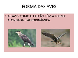 FORMA DAS AVES
• AS AVES COMO O FALCÃO TÊM A FORMA
ALONGADA E AERODINÂMICA.
 