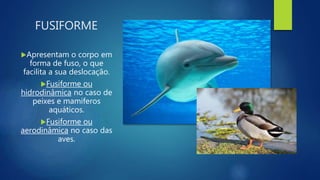 FUSIFORME
Apresentam o corpo em
forma de fuso, o que
facilita a sua deslocação.
Fusiforme ou
hidrodinâmica no caso de
peixes e mamiferos
aquáticos.
Fusiforme ou
aerodinâmica no caso das
aves.
 