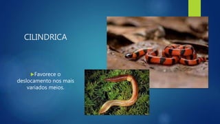 CILINDRICA
Favorece o
deslocamento nos mais
variados meios.
 