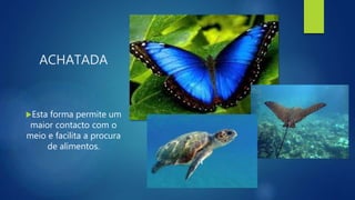ACHATADA
Esta forma permite um
maior contacto com o
meio e facilita a procura
de alimentos.
 