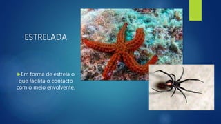 ESTRELADA
Em forma de estrela o
que facilita o contacto
com o meio envolvente.
 