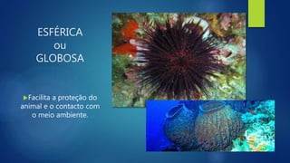 ESFÉRICA
ou
GLOBOSA
Facilita a proteção do
animal e o contacto com
o meio ambiente.
 