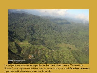La mayoría de las nuevas especies se han descubierto en el “Corazón de Borneo”, una región montañosa que se caracteriza por sus  húmedos bosques  y porque está situada en el centro de la Isla.  