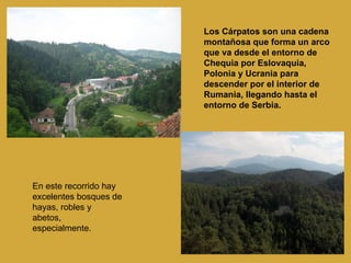 Los Cárpatos son una cadena montañosa que forma un arco que va desde el entorno de Chequia por Eslovaquia, Polonia y Ucrania para descender por el interior de Rumania, llegando hasta el entorno de Serbia. En este recorrido hay excelentes bosques de hayas, robles y abetos, especialmente.  