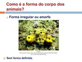 Como é a forma do corpo dos
animais?
 Forma irregular ou amorfa
 Sem forma definida.
Fonte:
http://www.museunacional.ufrj.br/site2/MuseuNacional/ZOOLOGIA/
zoo_acervo/DI_Aplysina.jpg
 