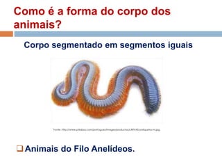 Como é a forma do corpo dos
animais?
Animais do Filo Anelídeos.
Fonte: http://www.prilabsa.com/portugues/images/productos/LARVAS-poliquetos-m.jpg
Corpo segmentado em segmentos iguais
 