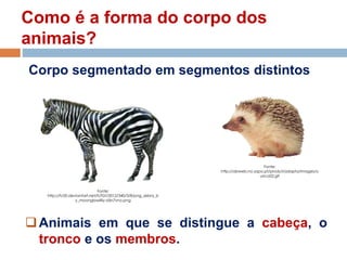 Como é a forma do corpo dos
animais?
Animais em que se distingue a cabeça, o
tronco e os membros.
Fonte:
http://fc00.deviantart.net/fs70/i/2012/340/3/8/png_zebra_b
y_moonglowlilly-d5n7vno.png
Fonte:
http://abweb.no.sapo.pt/produt/adapta/images/o
urico02.gif
Corpo segmentado em segmentos distintos
 