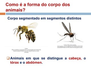 Como é a forma do corpo dos
animais?
Animais em que se distingue a cabeça, o
tórax e o abdómen.
Fonte:
http://cptstatic.s3.amazonaws.com/imagens/enviadas/ma
terias/materia9750/funcao-da-abelha-rainha-cursos-
cpt2.jpg
Fonte: https://encrypted-
tbn2.gstatic.com/images?q=tbn:ANd9GcSt9VCE0V
b2cjAd09lKfVBDV5vVHKc9ZxM4-NrD5Aqqz0wGw0X_
Corpo segmentado em segmentos distintos
 