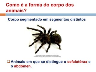 Como é a forma do corpo dos
animais?
Animais em que se distingue o cefalotórax e
o abdómen.
Fonte: http://www.matarbarata.com.br/wp-
content/uploads/2014/03/aranha-caranguejeira.jpg
Corpo segmentado em segmentos distintos
 
