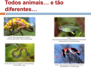 Todos animais… e tão
diferentes…
Fonte: http://hypescience.com/wp-
content/uploads/2011/03/camaleoes.jpg
Fonte:
http://upload.wikimedia.org/wikipedia/commons/0/07/
Hyphessobrycon_pulchripinnis.jpg
Fonte: http://www.capixabao.com/portal/img/
noticias/4891_1.jpg Fonte: http://arquivo.hardmusica.pt/cinema/
20100404224919_3121836-lg.jpg
 