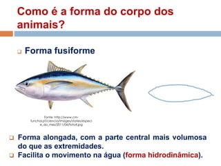 Como é a forma do corpo dos
animais?
 Forma fusiforme
 Forma alongada, com a parte central mais volumosa
do que as extremidades.
 Facilita o movimento na água (forma hidrodinâmica).
Fonte: http://www.cm-
funchal.pt/ciencia/images/stories/especi
e_do_mes/2011/06/foto4.jpg
 