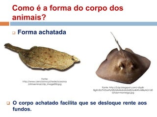 Como é a forma do corpo dos
animais?
 Forma achatada
 O corpo achatado facilita que se desloque rente aos
fundos.
Fonte:
http://www.cienciaviva.pt/rede/oceanos
/ohhseminar/clip_image004.jpg
Fonte: http://3.bp.blogspot.com/-Ubp8-
8gXn3U/TnDoxftyhRI/AAAAAAAAAI0/so4kWvA86yM/s160
0/raia+manteiga.jpg
 