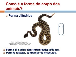 Como é a forma do corpo dos
animais?
 Forma cilíndrica
 Forma cilíndrica com extremidades afiladas.
 Permite rastejar, contraindo os músculos.
Fonte: http://4.bp.blogspot.com/-
unbauI0O7no/UnG6AMMYMdI/AAAAAAA
AM4U/MimV8GOiTgI/s1600/cobra.png
 