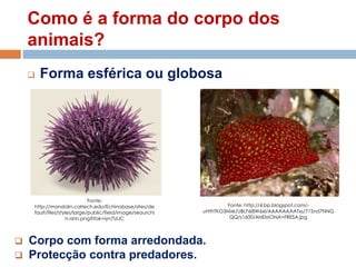 Como é a forma do corpo dos
animais?
 Forma esférica ou globosa
 Corpo com forma arredondada.
 Protecção contra predadores.
Fonte:
http://mandolin.caltech.edu/Echinobase/sites/de
fault/files/styles/large/public/field/image/seaurchi
n-ann.png?itok=iyn7UiJC
Fonte: http://4.bp.blogspot.com/-
uHthTKG3Mxk/UBLF6i8W6xI/AAAAAAAATxs/71Snd7NNG
QQ/s1600/ANEMONA+FRESA.jpg
 