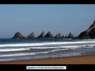 Aguillóns na Punta do Picón (Espasante).
 