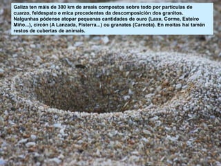 Galiza ten máis de 300 km de areais compostos sobre todo por partículas de
cuarzo, feldespato e mica procedentes da descomposición dos granitos.
Nalgunhas pódense atopar pequenas cantidades de ouro (Laxe, Corme, Esteiro
Miño...), circón (A Lanzada, Fisterra...) ou granates (Carnota). En moitas hai tamén
restos de cubertas de animais.
 