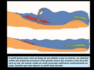 O perfil dunha praia varía ao longo do ano debido a que no inverno, as violentas
ondas dos temporais provocan unha grande resaca que arrastra a area da praia
cara ao mar. As suaves ondas do verán acumulan sedimento continuamente na
praia, facendo que esta adquira un perfil máis elevado.
 