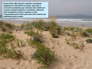Dunas fixas. Moi poucos vexetais conseguen
adaptarse á vida sobre as dunas, polo que o
conxunto de plantas que coloniza este medio ten
un gran interese botánico e ecolóxico. Ademais
esta vexetación axuda a capturar a area
transportada polo vento que será unha reserva de
sedimento para a praia.
 