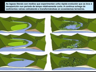 As lagoas litorais son medios que experimentan unha rápida evolución que as leva á
desaparición nun período de tempo relativamente curto. A continua achega de
sedimentos vainas colmatando e transformándoas en ecosistemas terrestres.
 